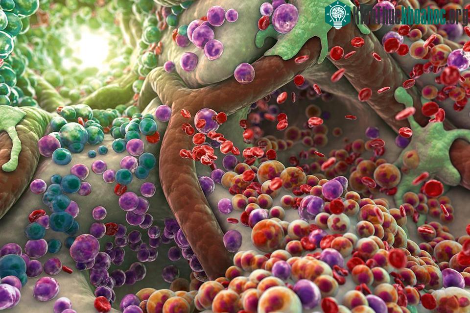 Cận cảnh của một loại virus có tên bleb, loại virus này góp phần quan trọng trong quá trình phân chia tế bào.