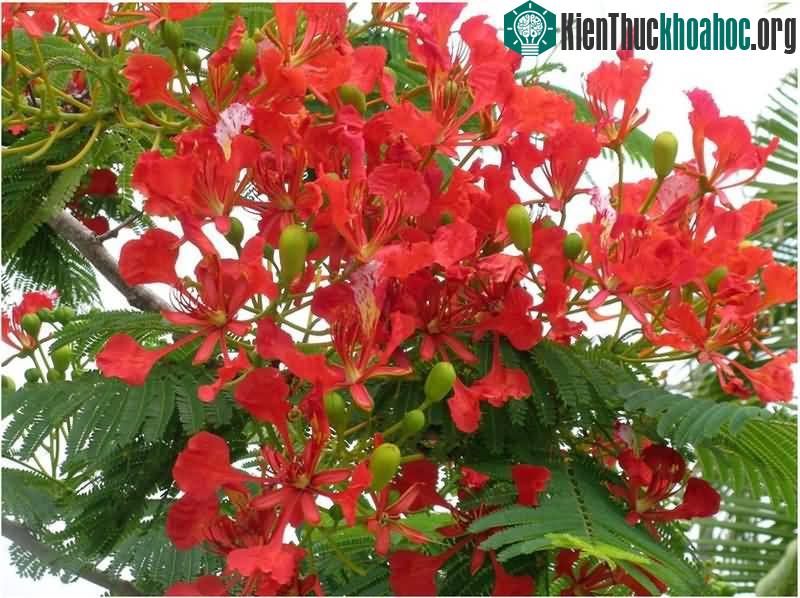 Hình ảnh hoa phượng vĩ tươi thắm gợi nhớ tuổi học trò đầy mơ mộng ảnh 1