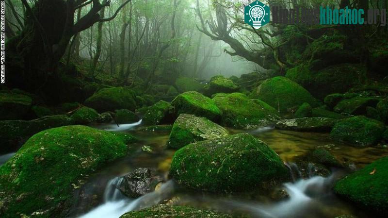 Trên hòn đảo Yakushima, hẻm núi Shiratani Unsuikyo với vẻ đẹp kỳ ảo chính là nơi tạo cảm hứng cho hãng phim hoạt hình nổi tiếng Ghibli thực hiện bộ phim "Công chúa Mononoke".