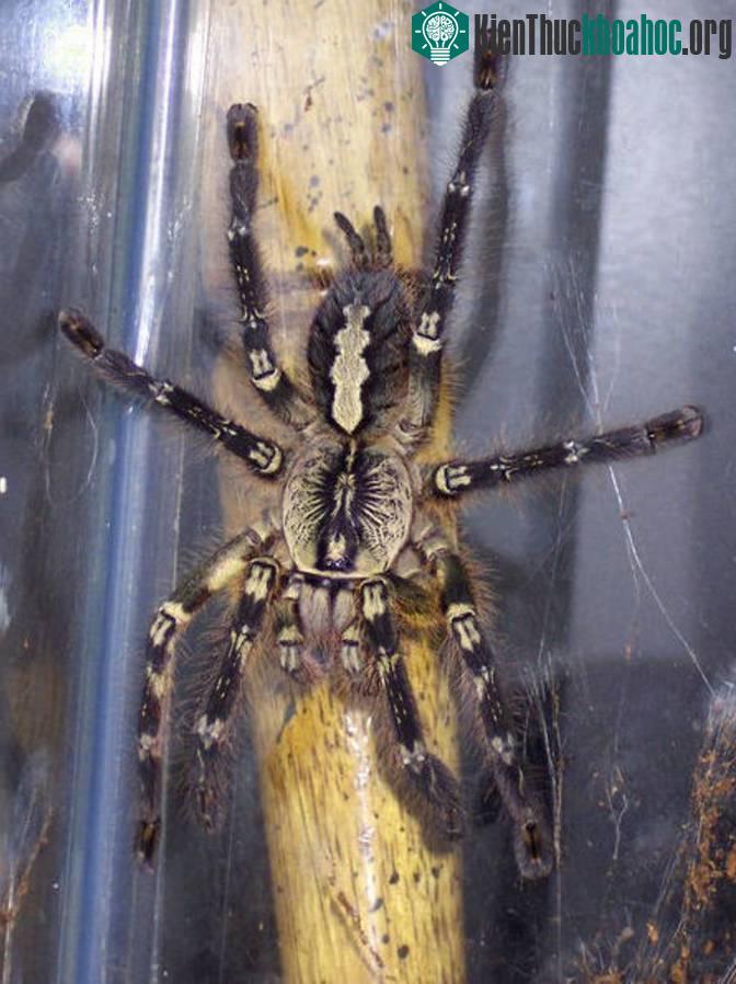 Nhện đen lớn Tarantula