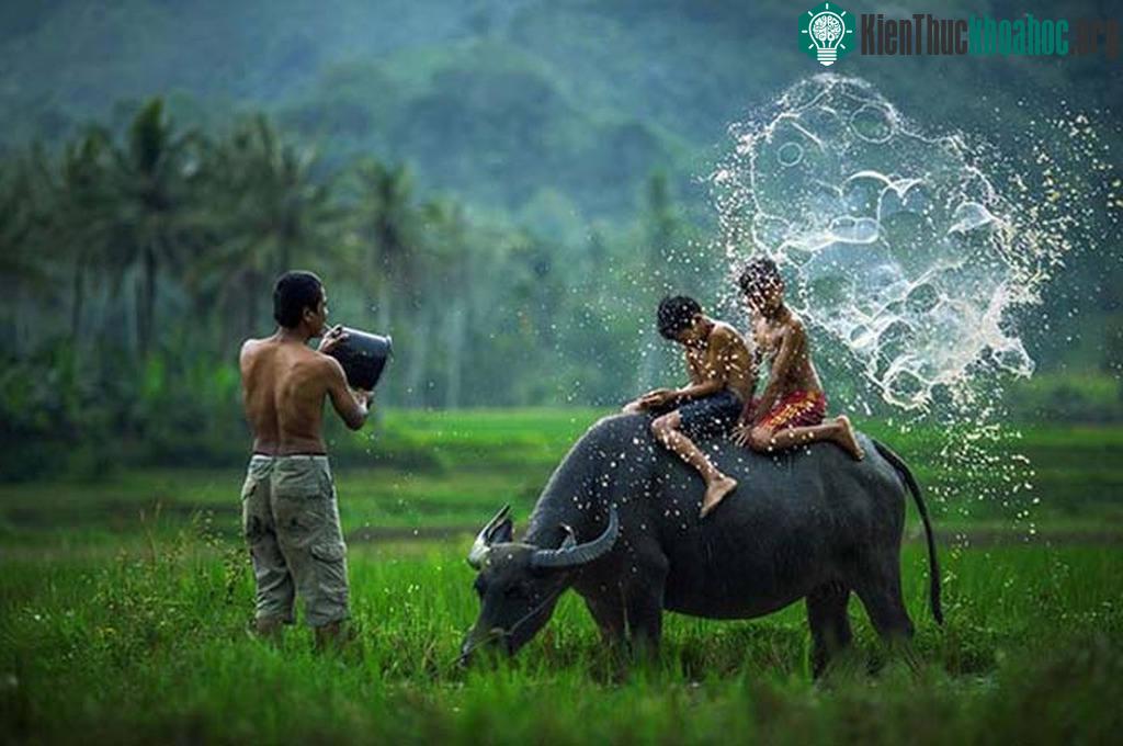 ... những đứa trẻ nô đùa trên lưng trâu, đắm mình vào khung cảnh đồng ruộng thẳng cánh cò bay... Nhưng người xem sẽ phải bất ngờ khi biết được đây là những hình ảnh được Abe Less - một nhiếp ảnh ng...