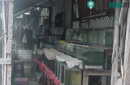 Biết về cá của mình (phần 1) ảnh 11