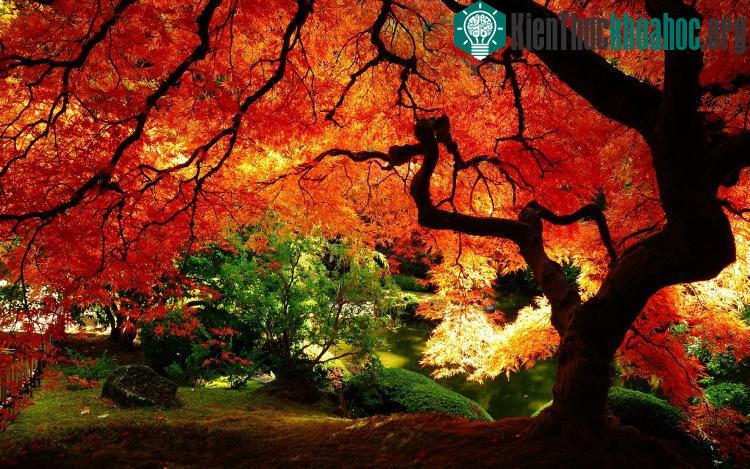 Một tán cây thay màu đầu tiên trong cả khu rừng ở New England, Mỹ tạo nên khung cảnh lãng mạn, huyền ảo.