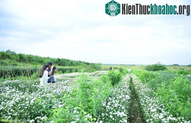 Cúc họa mi báo hiệu mùa đông trên phố Hà Nội