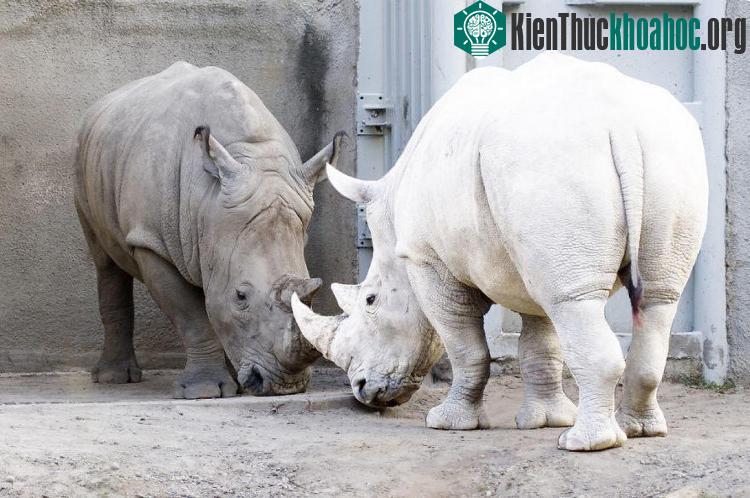 Tê giác bạch tạng cùng với tê giác bình thường.