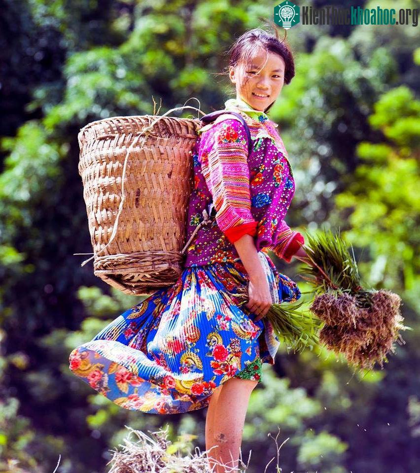Nụ cười hồn hậu của những cô gái người Mông hòa trong nắng, gió, trong mạ non với chiếc gùi trên lưng, khiến cho con người ta thêm yêu đời, yêu cuộc s...