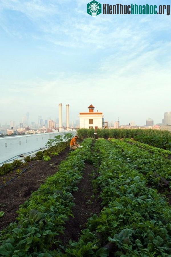 Ở các thành phố lớn như New York thì vấn đề ô nhiễm chắc chắn là một mối quan tâm lớn đối với dân thành phố.