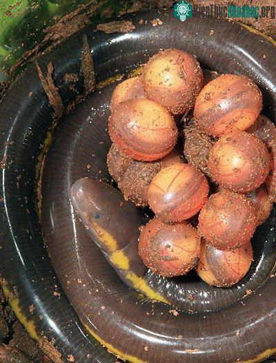 Chúng đẻ trứng ở gần chỗ có nước.