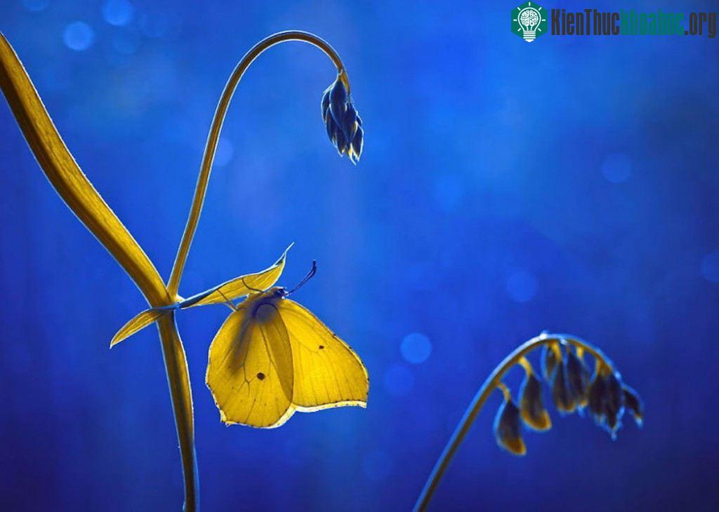 Thế giới côn trùng lung linh huyền ảo ảnh 11