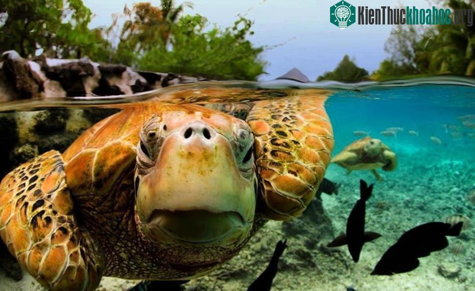 Một người bạn đến từ thế giới tự nhiên gửi lời chào mọi người từ đảo Bora Bora