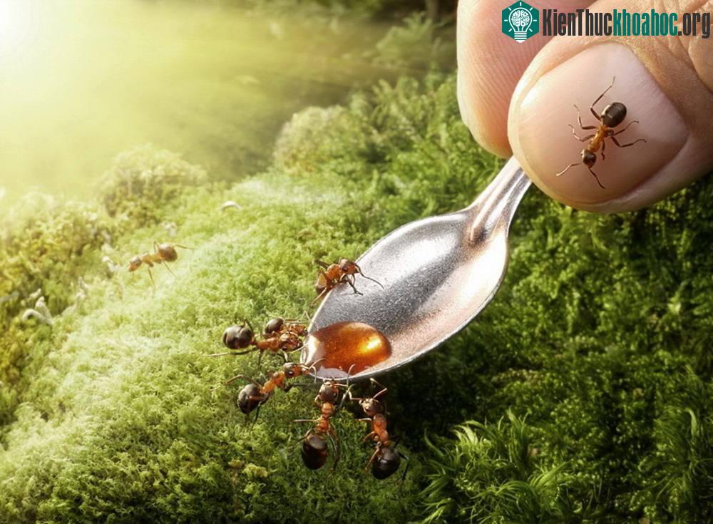 Những bức ảnh kiệt tác về loài kiến khiến bạn kinh ngạc ảnh 11