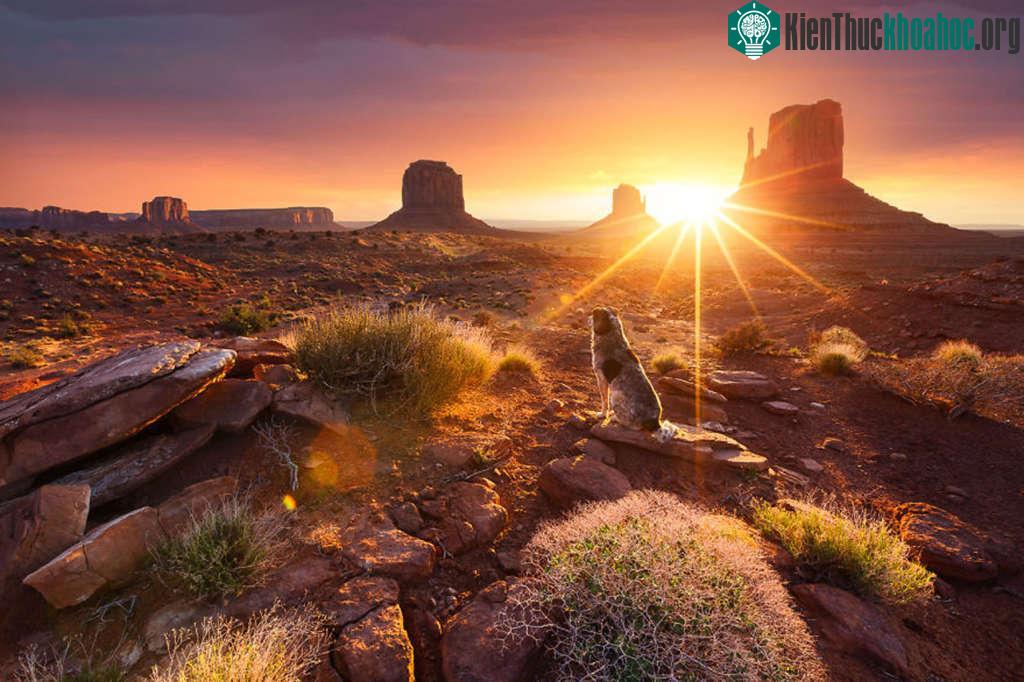 Một chú chó ngắm mặt trời lên trên Thung lũng tượng đài ở Cao nguyên Colorado ở Hoa Kỳ.