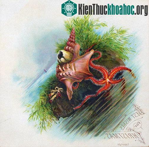 Tấp thiệp Giáng sinh này dường như được gửi đến từ đáy đại dương.