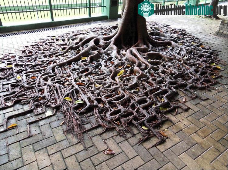 Rễ cây mọc lan theo đường viền gạch lát trên vỉa hè.