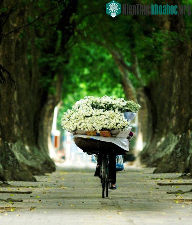 Cúc họa mi báo hiệu mùa đông trên phố Hà Nội