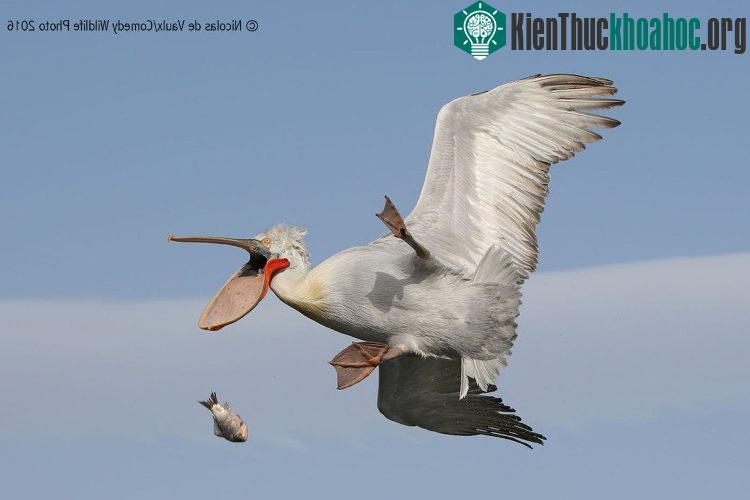 Chú bồ nông hẳn đang tiếc nuối vì miếng ăn đến miệng rồi còn rơi.