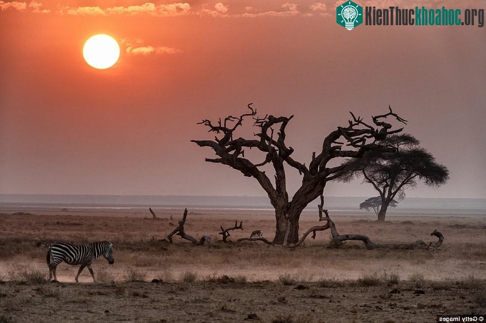 Ở Kenya, mặt trời lúc hoàng hôn dường như to hơn những nơi khác, tạo ánh sáng huyền ảo trên đồng cỏ rộng lớn.