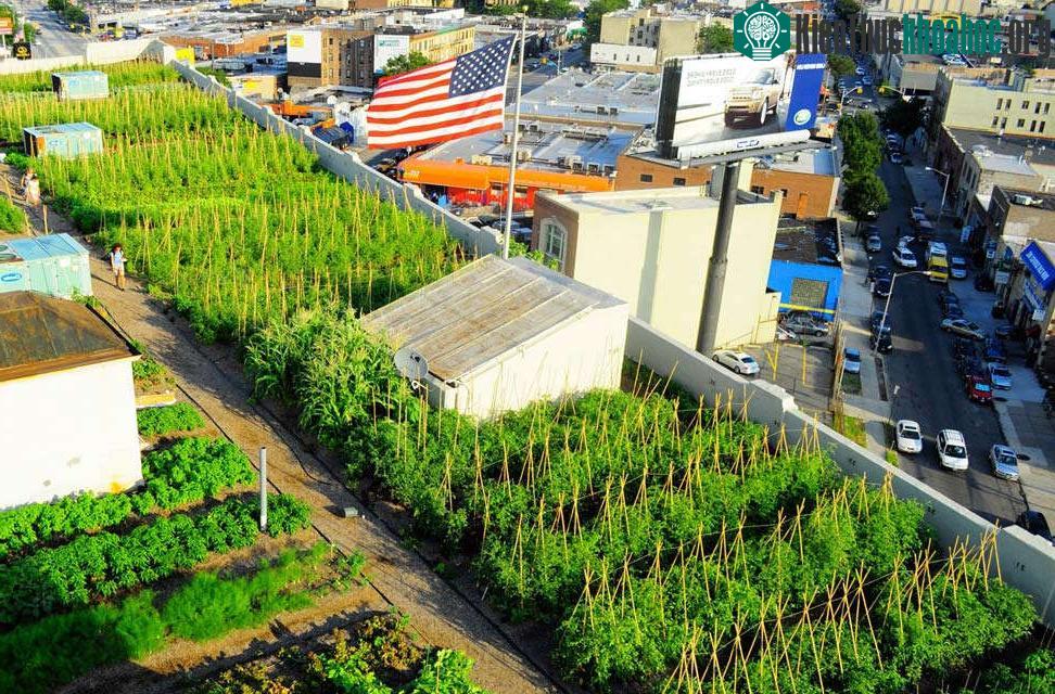 Đặc biệt, các chất gây ô nhiễm đáng lo ngại nhất ở đây là các kim loại nặng như chì, thải từ các ô tô,...