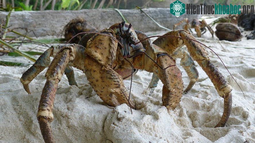 Cua dừa khổng lồ