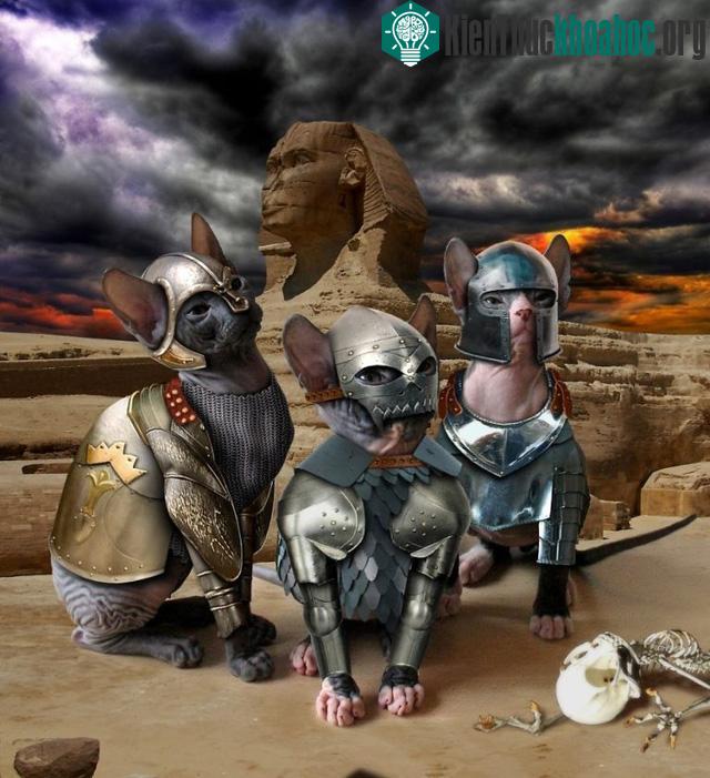 Mèo Sphynx, BB2