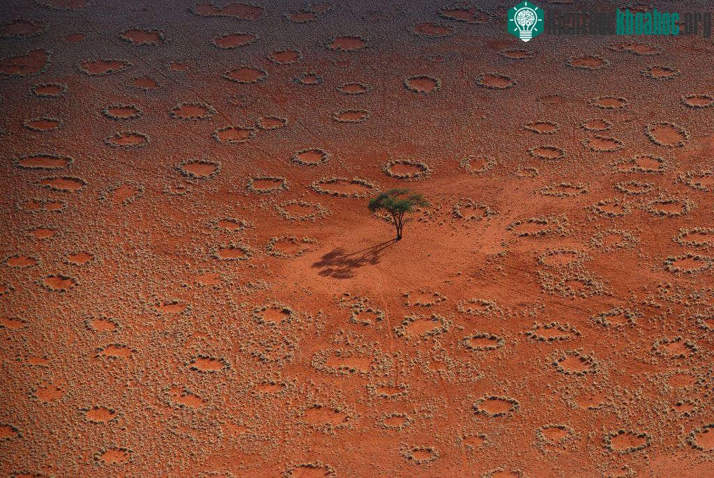 "Vòng tròn ma thuật" ở Namibia