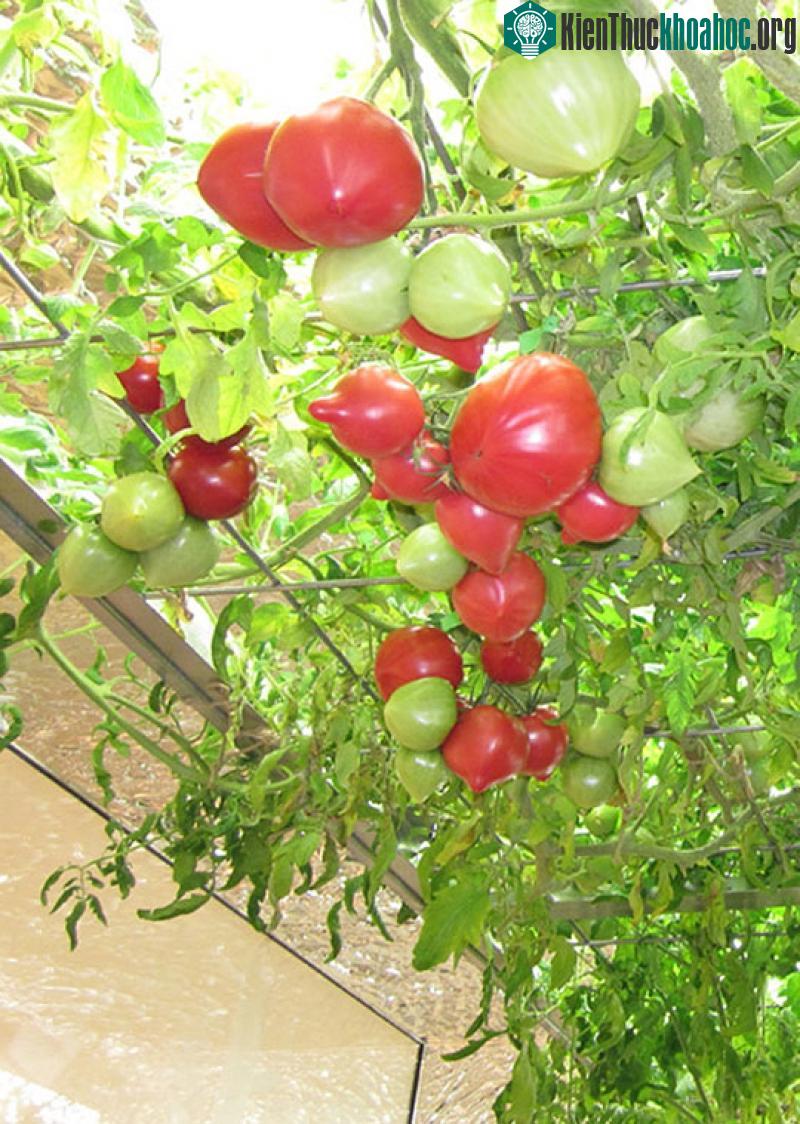 Được chăm sóc tốt nên cây trong nhà sai như được trồng ngoài tự nhiên.