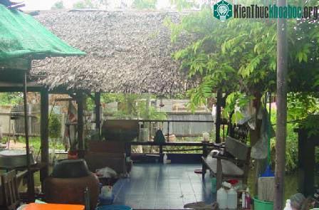 Biết về cá của mình (phần 1) ảnh 13