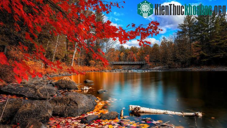 Cây phong lá đỏ là tượng trưng của đất nước Canada