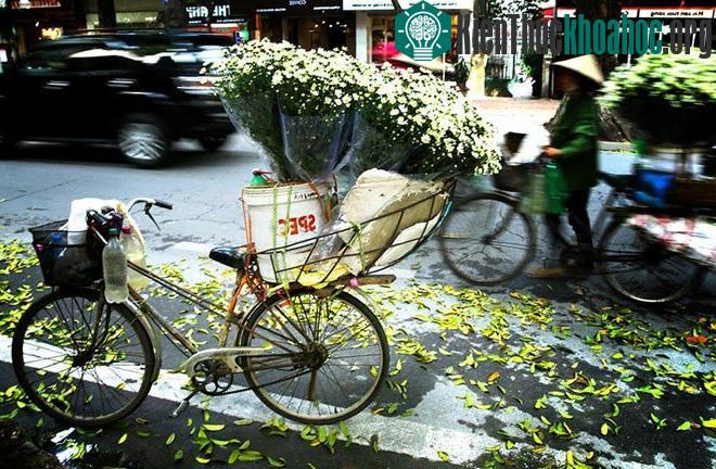 Cúc họa mi báo hiệu mùa đông trên phố Hà Nội