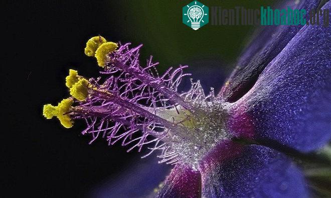 Nhị của một bông hoa dại