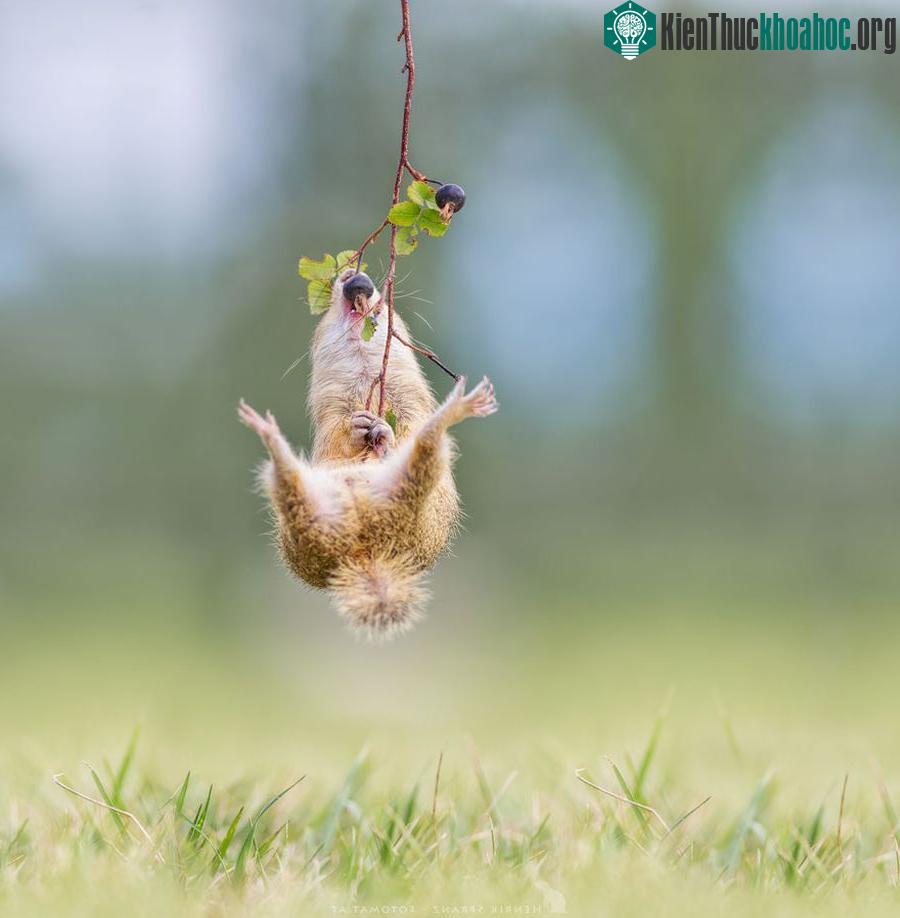 Một con sóc đất đang tranh thủ thưởng hoa vào lúc tiết trời mát mẻ, thoáng đãng. (Nguồn Bored Panda)