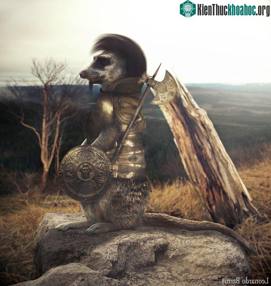 Cầy Meerkat, Leonardo Barros