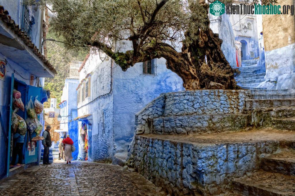 Chefchaouen, Morocco: "Thành phố Xanh" của Chefchaouen là một nơi dừng chân tuyệt vời dưới chân núi Rif với khung cảnh núi non hùng vĩ, thiê...