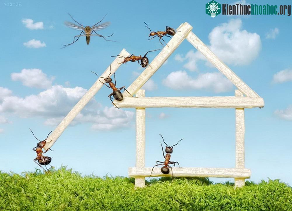 Những bức ảnh kiệt tác về loài kiến khiến bạn kinh ngạc ảnh 13