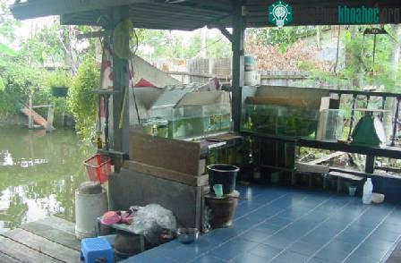 Biết về cá của mình (phần 1) ảnh 14
