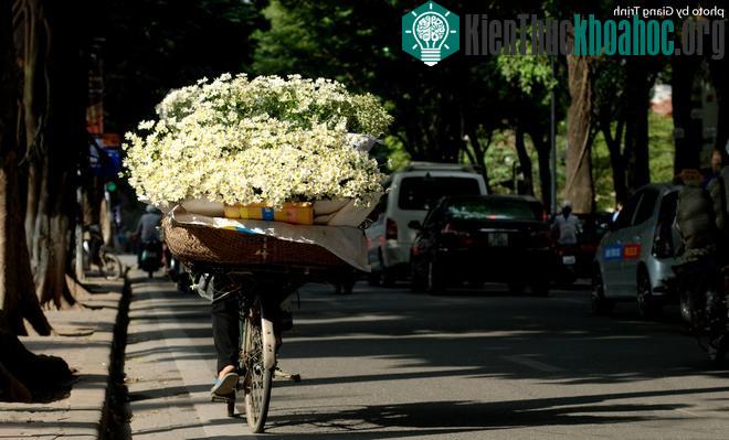 Cúc họa mi báo hiệu mùa đông trên phố Hà Nội