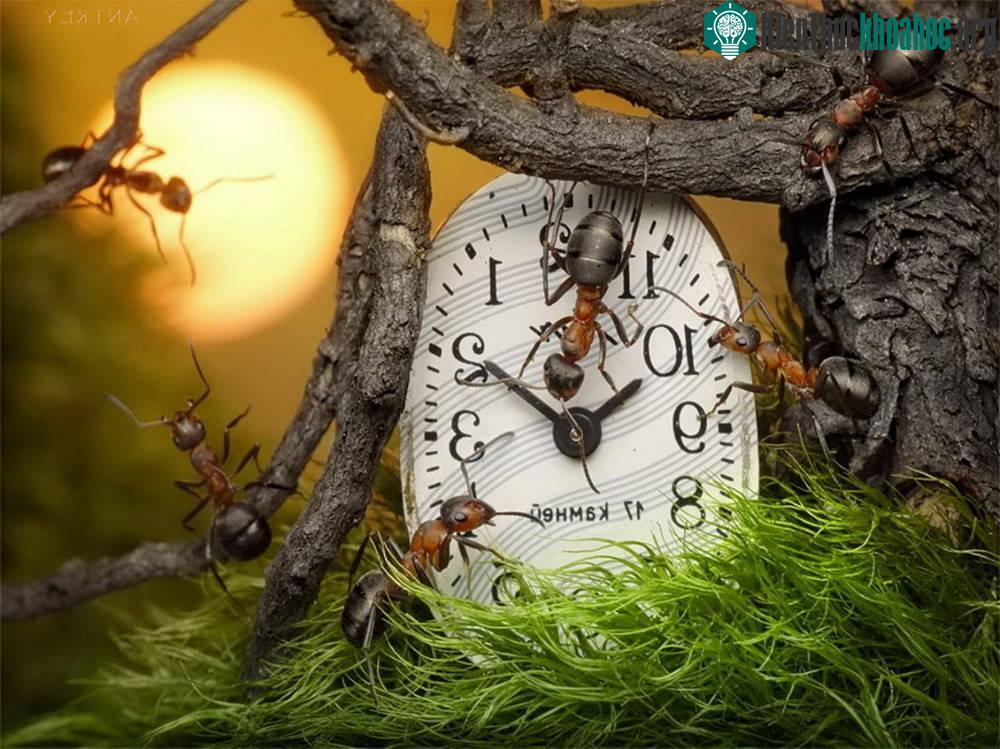 Những bức ảnh kiệt tác về loài kiến khiến bạn kinh ngạc ảnh 14