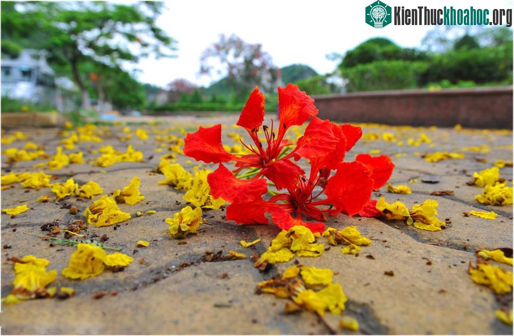 Hình ảnh hoa phượng vĩ tươi thắm gợi nhớ tuổi học trò đầy mơ mộng ảnh 14