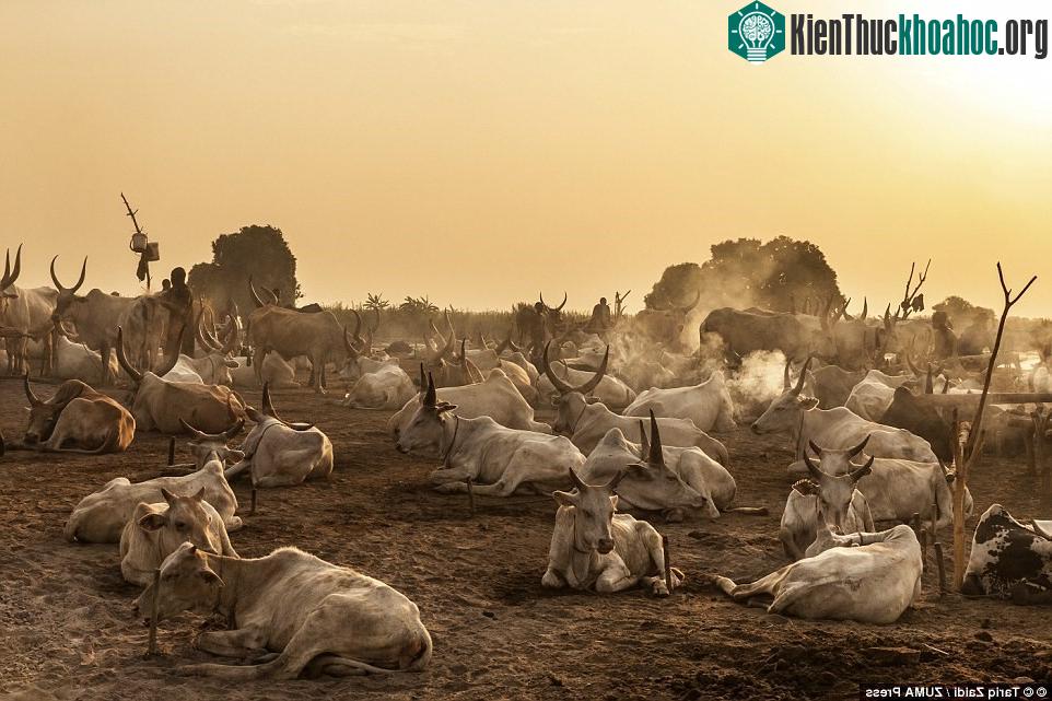 Bình minh trên trại nuôi bò của người Mundari. Họ dùng súng trường để canh giữ đàn gia súc. Một con bò có thể có giá 500 USD.