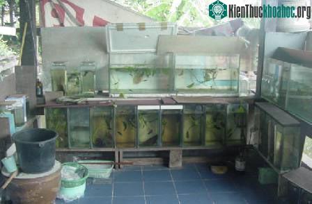 Biết về cá của mình (phần 1) ảnh 15
