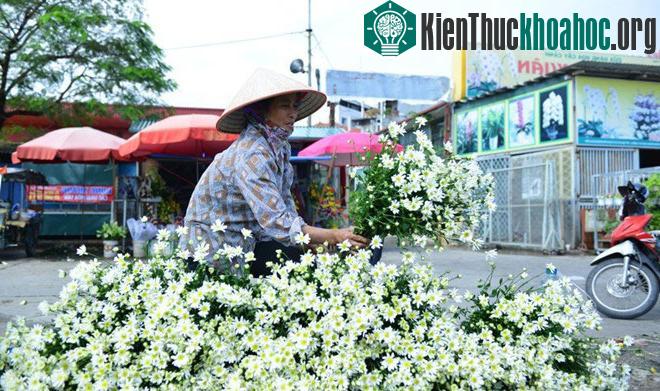 Cúc họa mi báo hiệu mùa đông trên phố Hà Nội