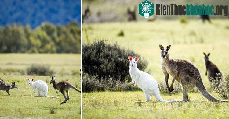 Kangaroo bạch tạng bên cạnh các bạn của mình.