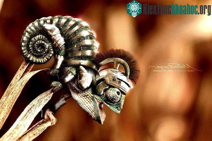 Thằn lằn đổi màu, Rungue