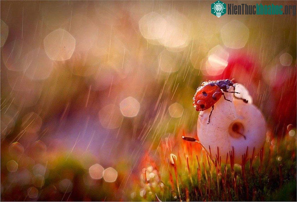 Thế giới côn trùng lung linh huyền ảo ảnh 15