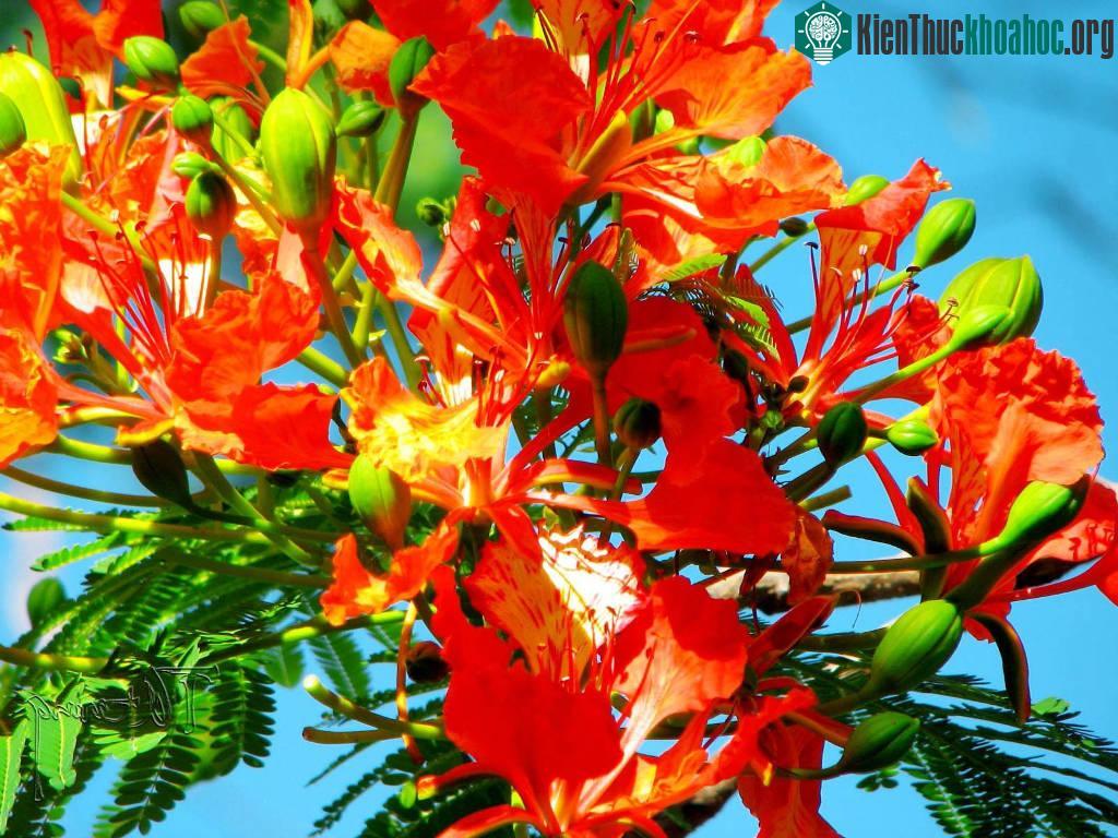 Hình ảnh hoa phượng vĩ tươi thắm gợi nhớ tuổi học trò đầy mơ mộng ảnh 15
