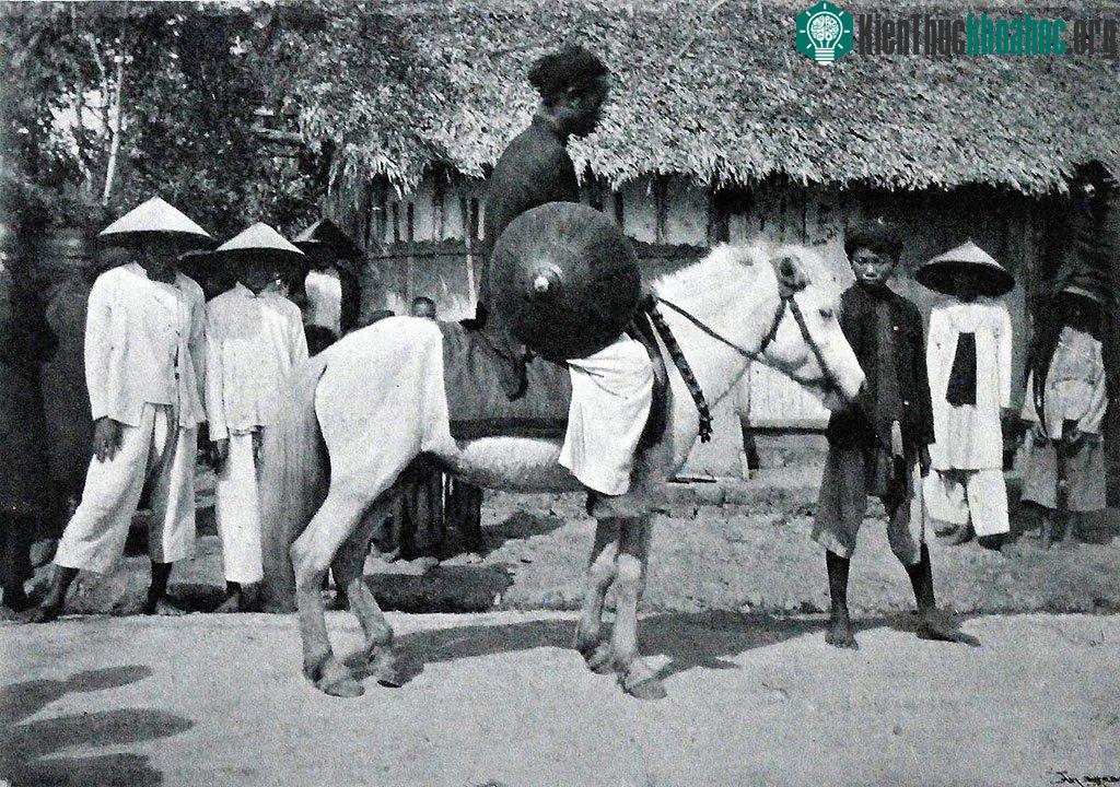 Ngựa là phương tiện di chuyển và chuyên chở của một số người.