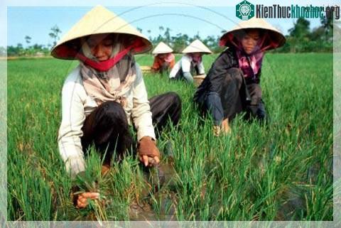 Phụ nữ Việt Nam- ảnh 16