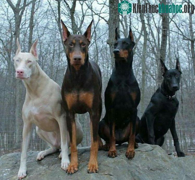 Một chú chó giống Doberman bị bạch tạng bên cạnh những chú chó cùng bầy.