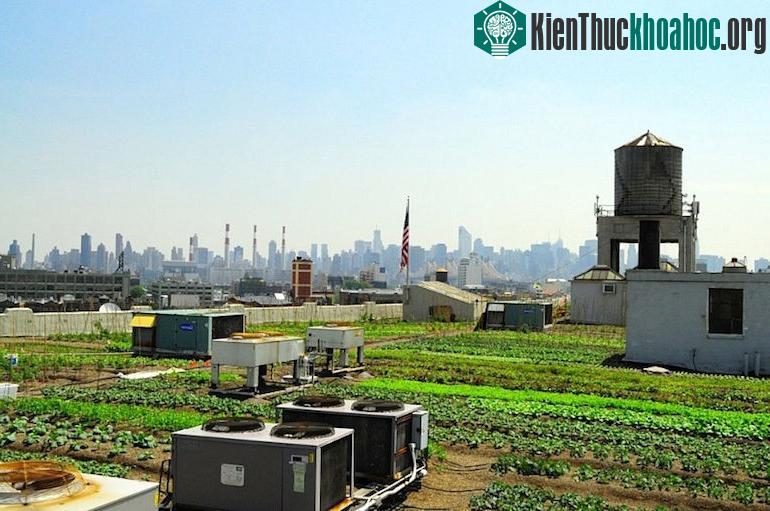 Brooklyn Grange là trang trại được Ben Flanner - một nông dân bản địa vùng Wisconsin thiết kế vào năm 2009.