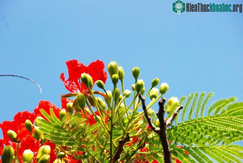 Hình ảnh hoa phượng vĩ tươi thắm gợi nhớ tuổi học trò đầy mơ mộng ảnh 16